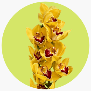 CYMBIDIUM AMARILLO