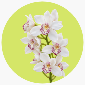 CYMBIDIUM BLANCA