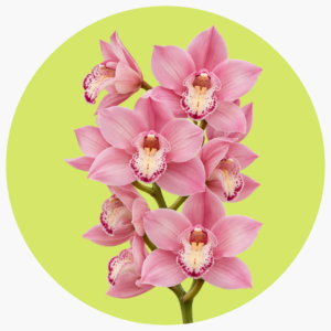CYMBIDIUM ROSA