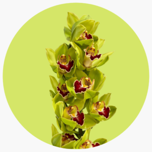 CYMBIDIUM VERDE