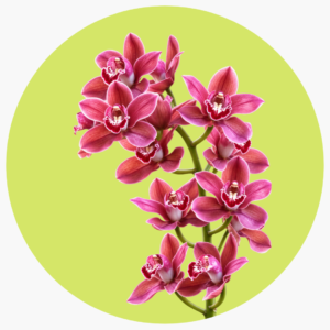 CYMBIDIUM VINO