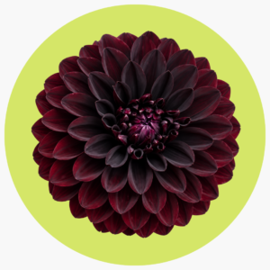 DALIA CHOCOLATE