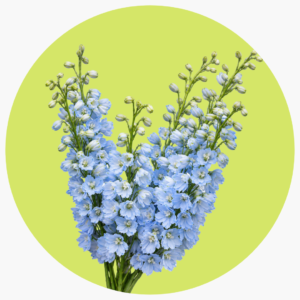 DELPHINIUM AZUL CLARO