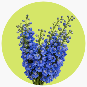 DELPHINIUM AZUL FUERTE