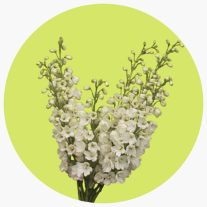 DELPHINIUM BLANCO