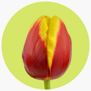 TULIPÁN DENMARK