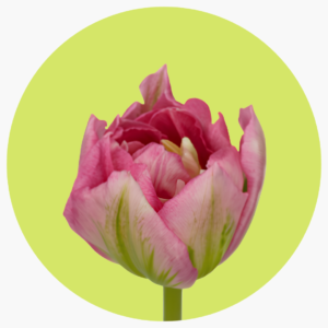 TULIPÁN DOBLE DESIRELLE