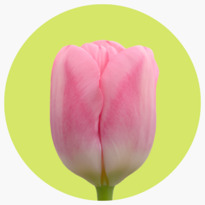 TULIPÁN DUTCH DELIGHT