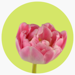 TULIPÁN DOBLE ENDLESS LOVE