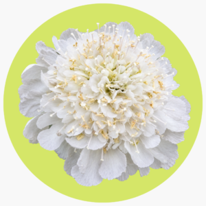 ESCABIOSA BLANCA