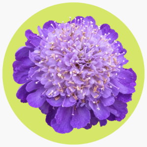 ESCABIOSA MORADA