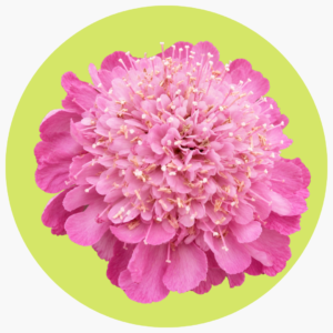 ESCABIOSA ROSA