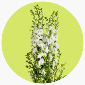 ESPUELA BLANCA
