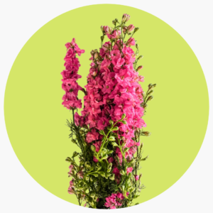 ESPUELA ROSA