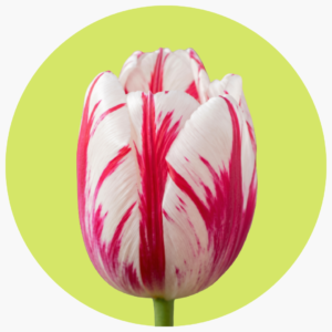 TULIPÁN FLAMIG CLUB