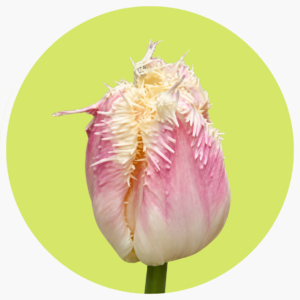 TULIPÁN FRILL HAWAII