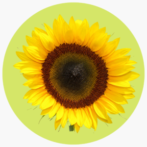 GIRASOL FULL SUN
