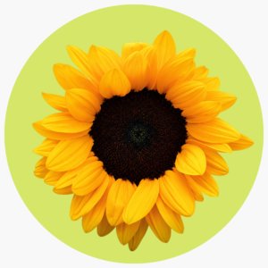 GIRASOL VINCENT CHOICE