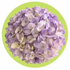 HORTENCIA MORADA TINTURADA