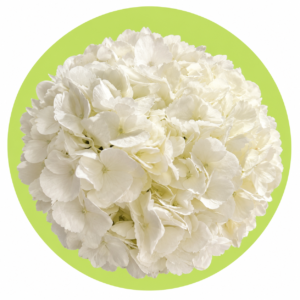 HORTENCIA BLANCA