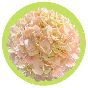HORTENCIA ROSA CLARO TINTURADA