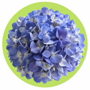 HORTENCIA AZUL FUERTE