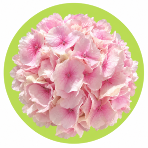 HORTENCIA ROSA BEBÉ