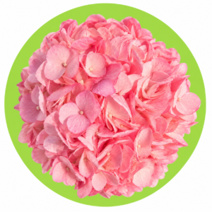 HORTENCIA ROSA TINTURADA