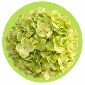 HORTENCIA VERDE