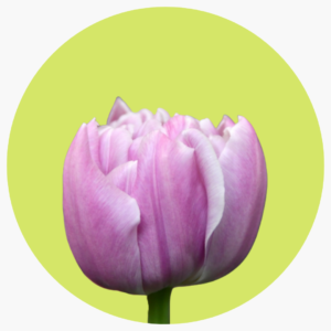 TULIPÁN DOBLE KATINKA