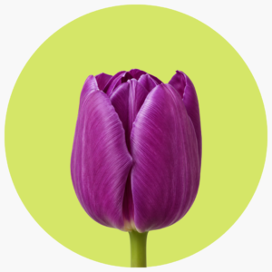 TULIPÁN LILA