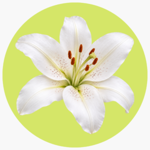 LILY BLANCA