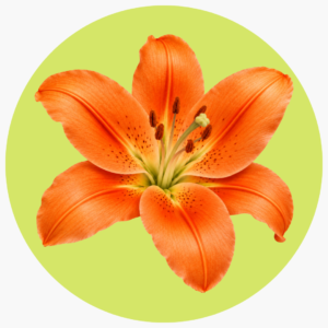 LILY NARANJA