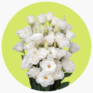 LISIANTHUS BLANCO