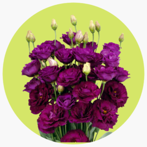 LISIANTHUS MORADO