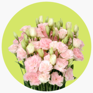 LISIANTHUS ROSA