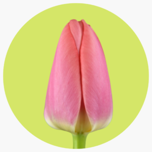TULIPÁN MASKOVRI