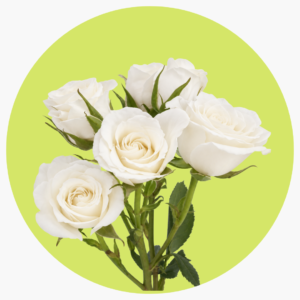 MINI ROSA BLANCA