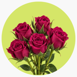 MINI ROSA FUCSIA