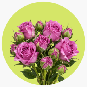 MINI ROSA LILA