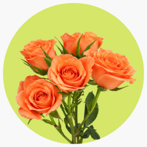 MINI ROSA NARANJA