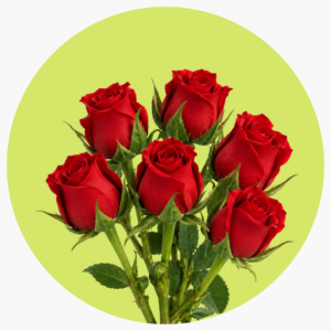MINI ROSA ROJA