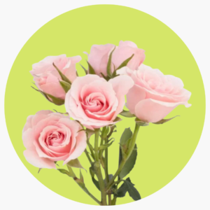 MINI ROSA ROSA
