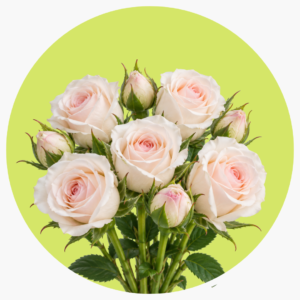 MINI ROSA SEÑORITA