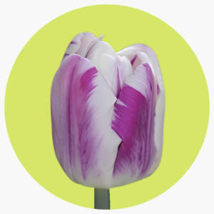 TULIPÁN MYSTIC FLAME