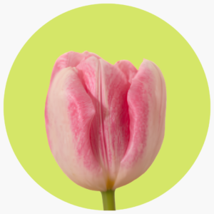 TULIPÁN DOBLE OBSESSION