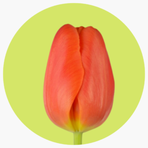 TULIPÁN ORANCE JUICE