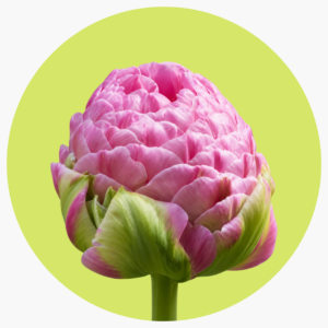 TULIPÁN PEONY