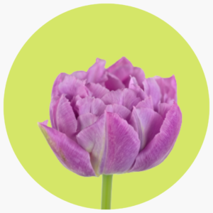 TULIPÁN DOBLE PRICE