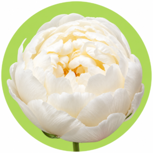 PEONÍA BLANCA